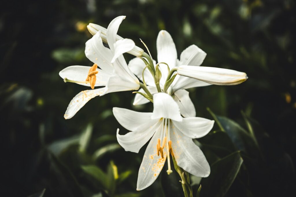 White lily flowers against a dark background